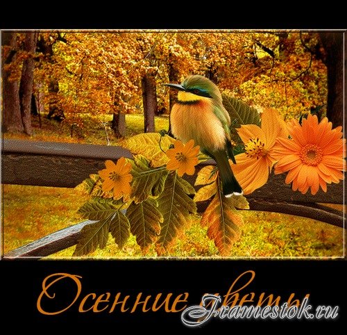 Осенние Цветы Фото Скачать Бесплатно