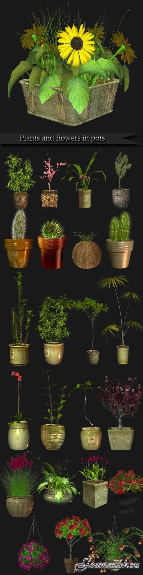 Plants and flowers in pots
