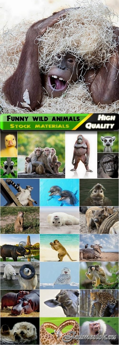 Funny and cute wild animals - 25 HQ Jpg