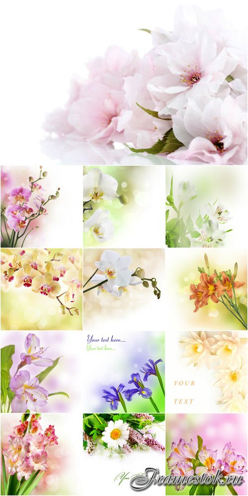 Raster backgrounds with delicate spring flowers