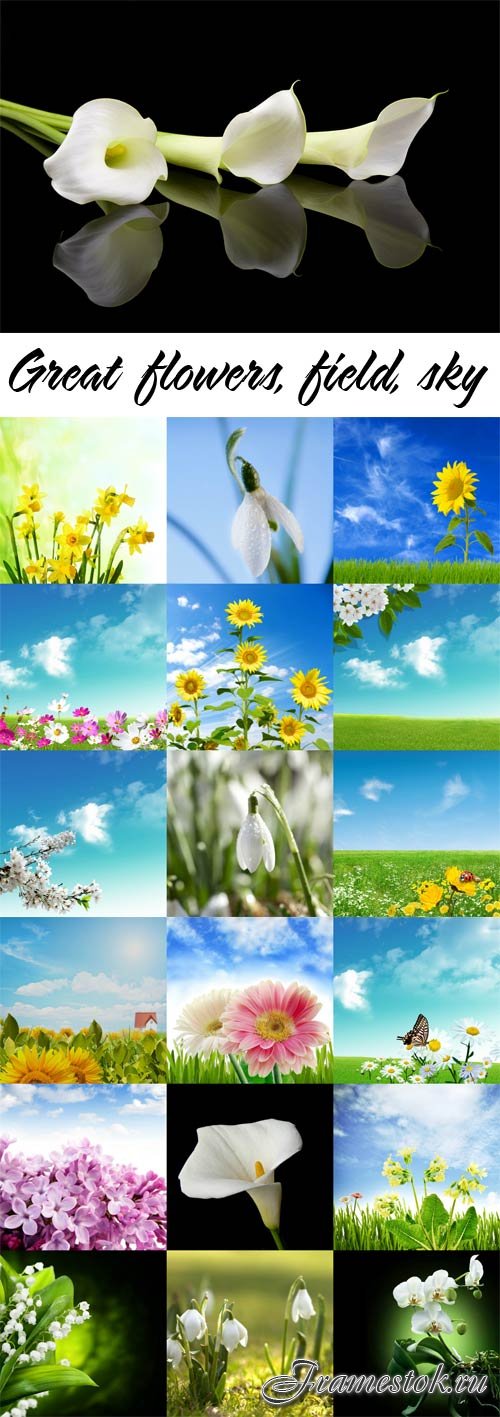 Great flowers, field, sky raster graphics