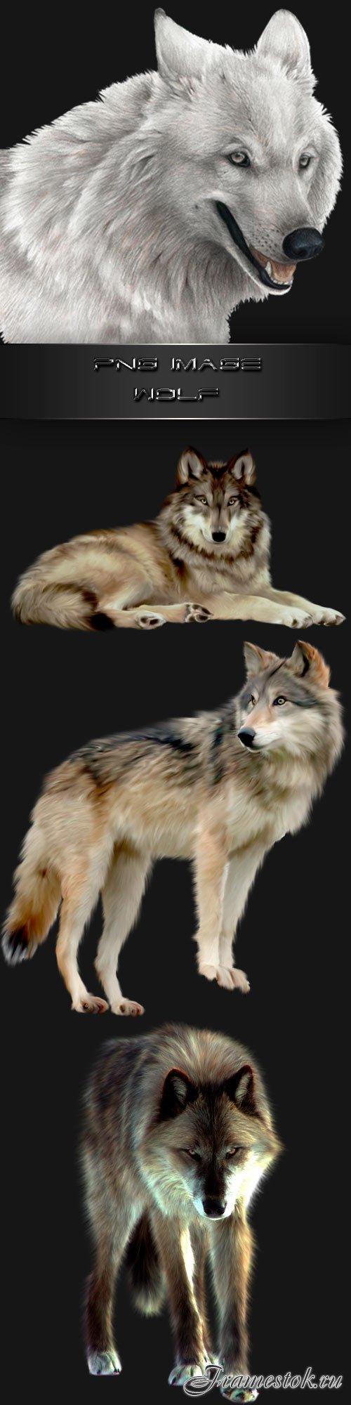 PNG clipart Wolf