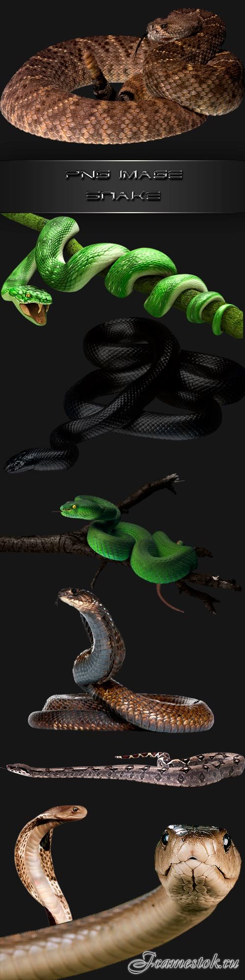 PNG clipart  Snake