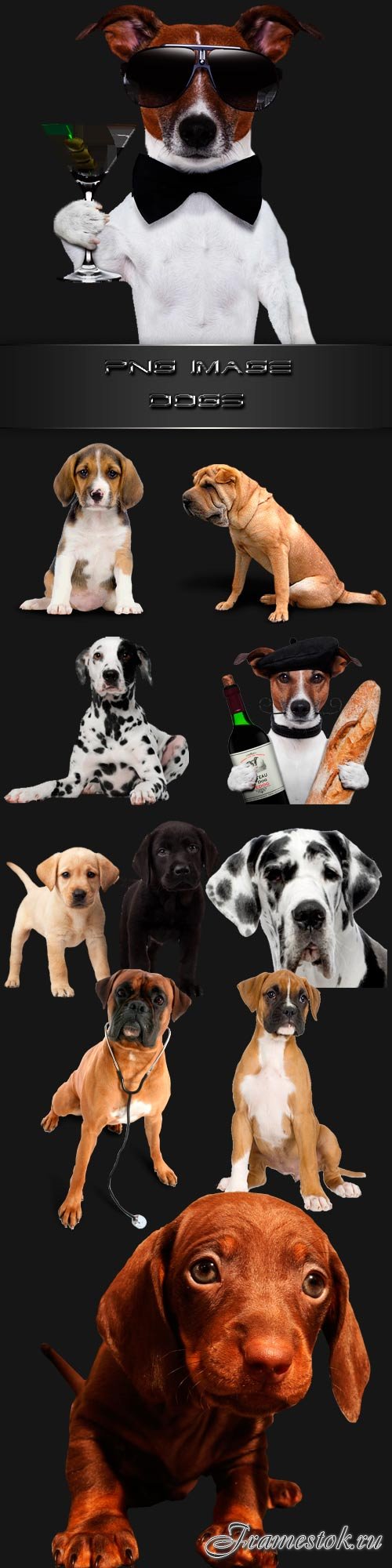 PNG clipart Dogs
