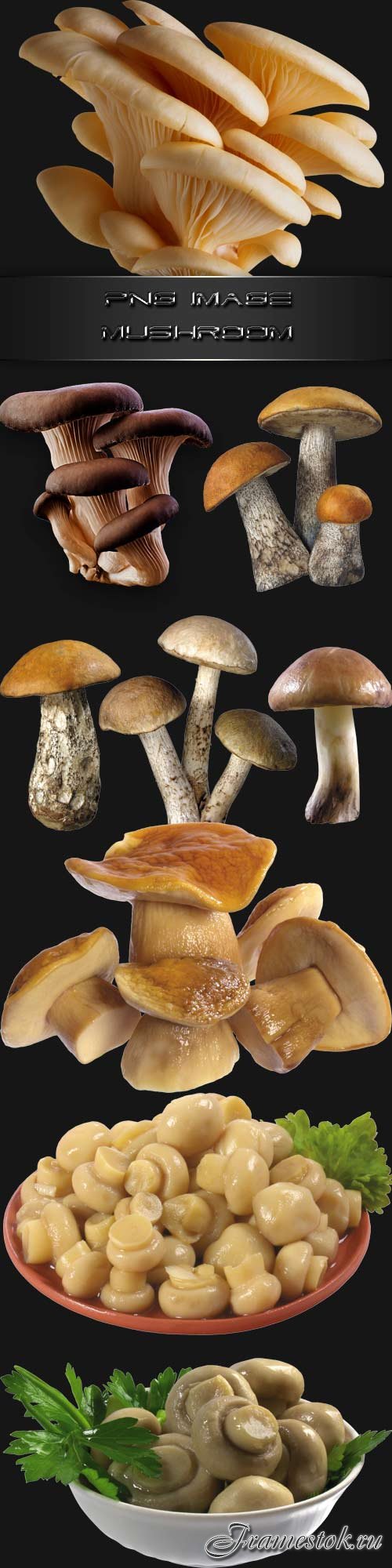 PNG clipart  Mushroom