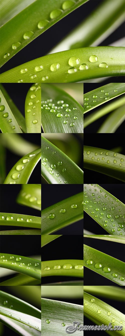 Glossy leaves with drops of water