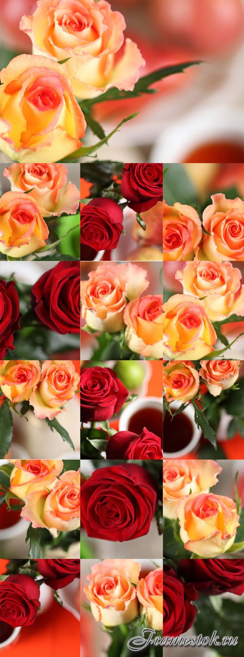 Elegant red and yellow roses Raster Graphics
