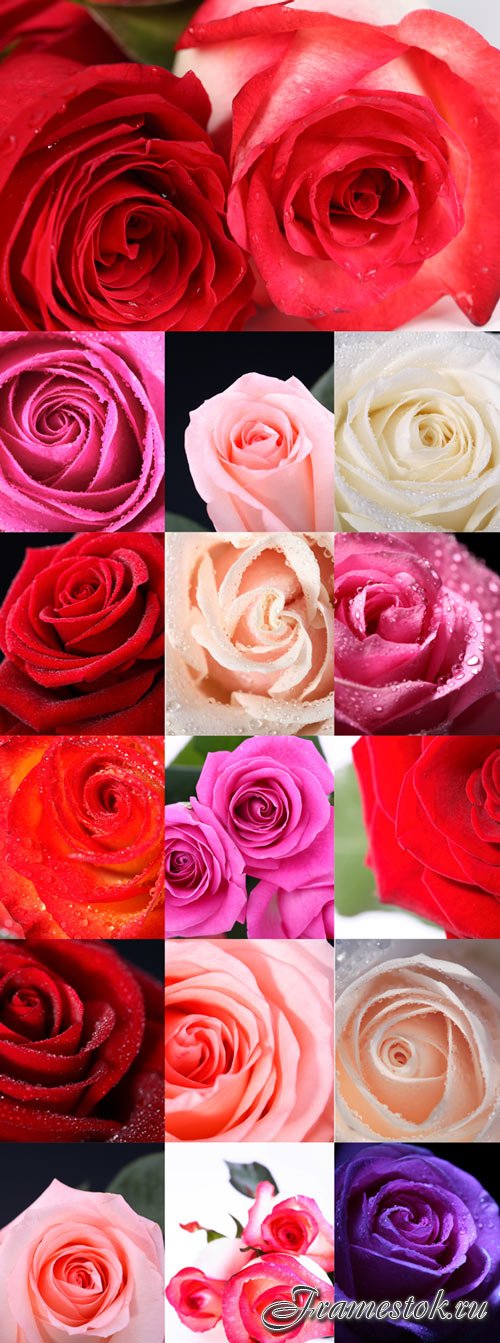 Beautiful roses of different colors Raster Graphics set 3