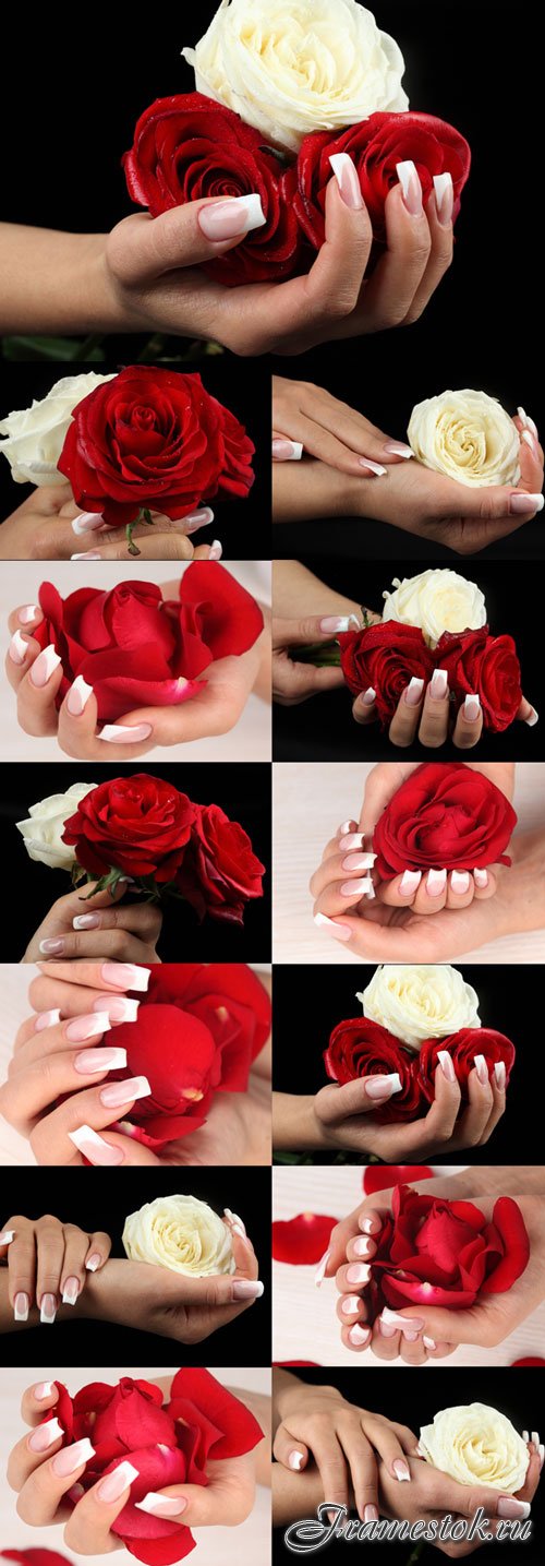 Delicate female hands with red and white roses