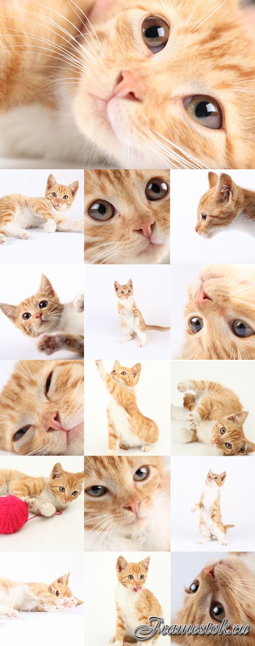 Cute ginger kitten bitmap