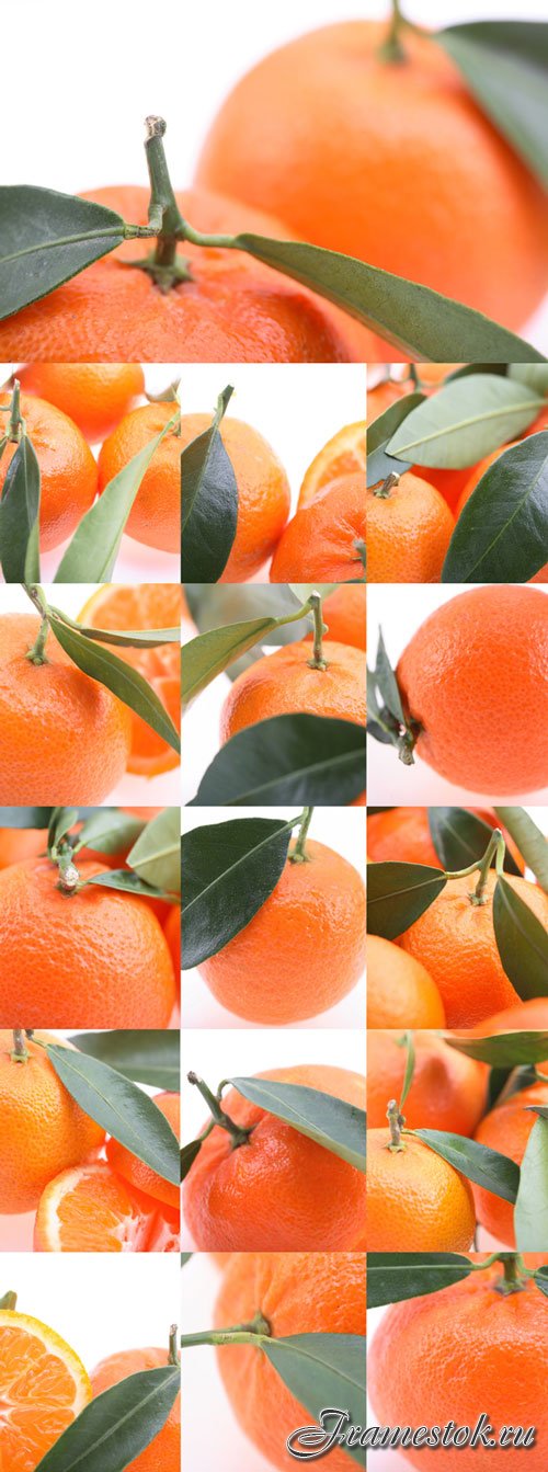 Oranges with green leaves bitmap