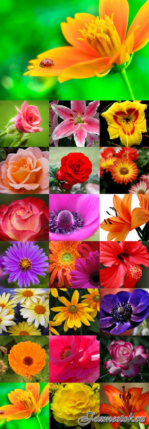 Variety of beautiful flowers bitmap