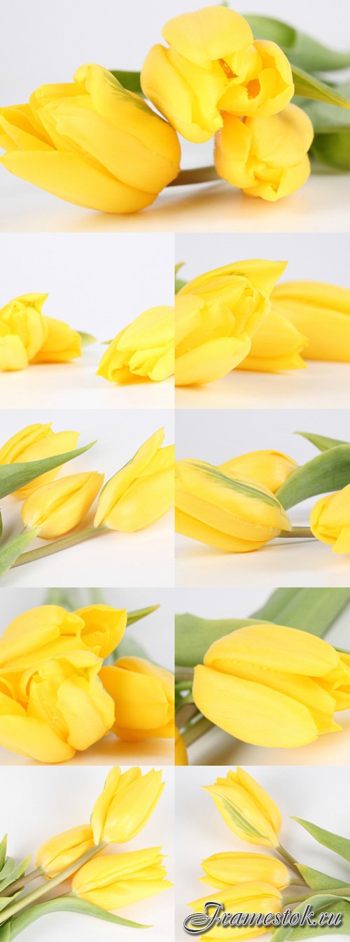 Gentle yellow tulips bitmap