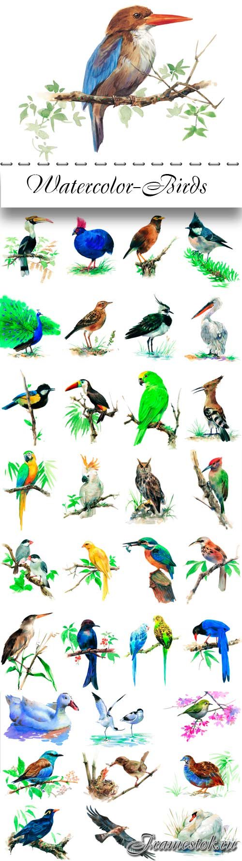 Watercolor- Birds