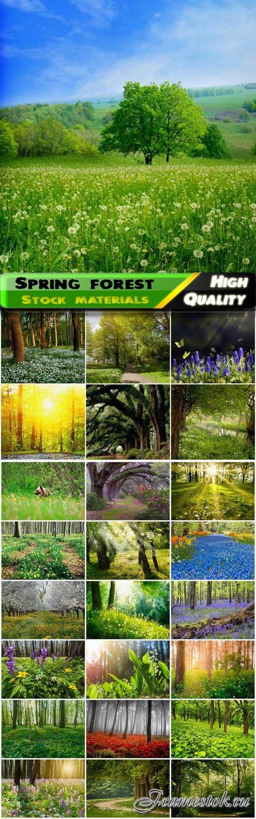 Beautiful nature and landscapes of spring forest - 25 HQ Jpg