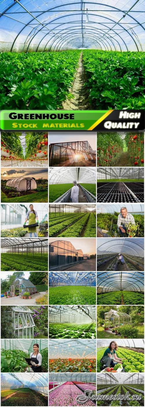 Rows of plants growing in greenhouse - 25 HQ Jpg