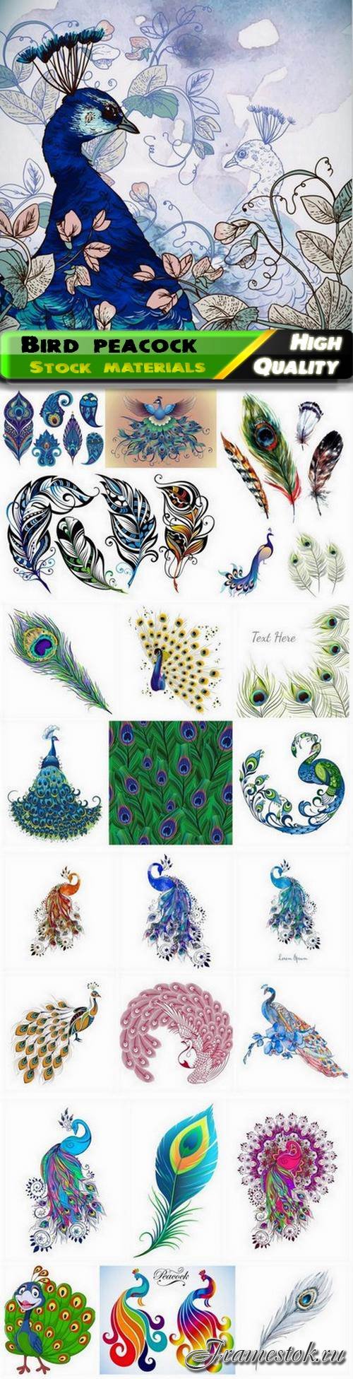 Bird peacock illustration with abstract colorful feathers - 25 Eps