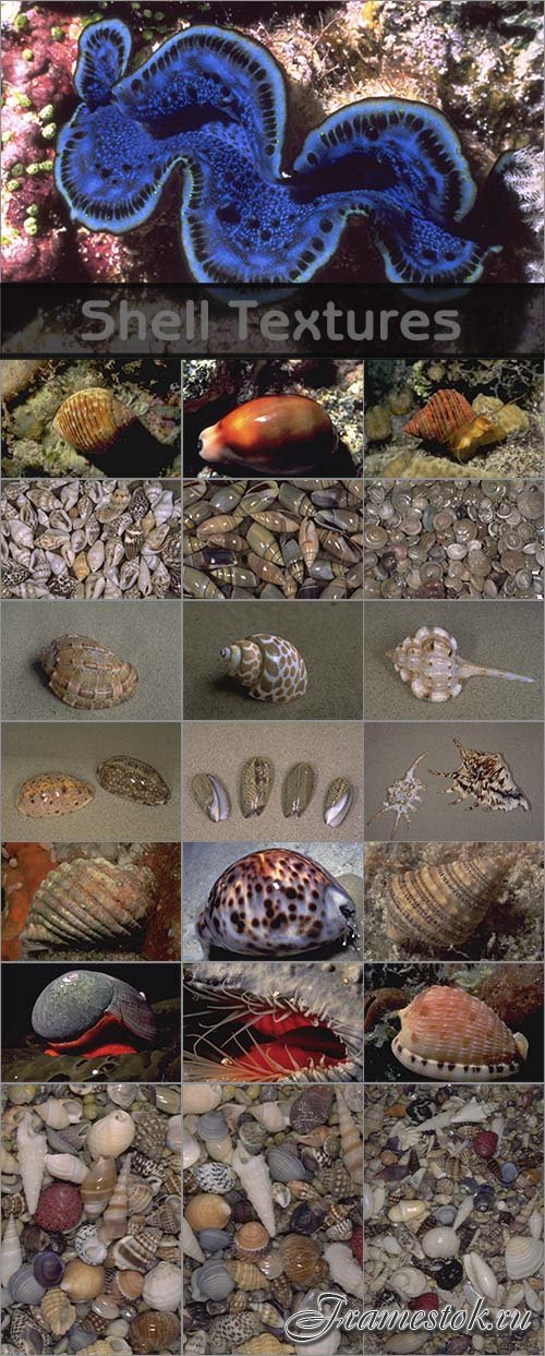 Shell Textures