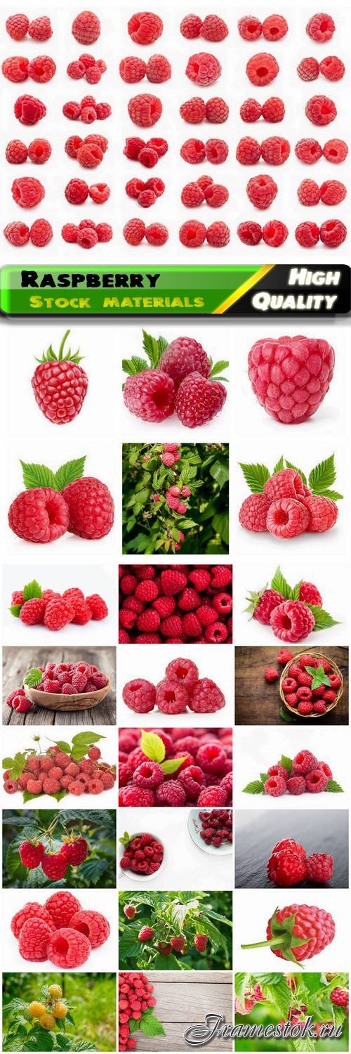 Berries and bushes of raspberry fruit 25 HQ Jpg