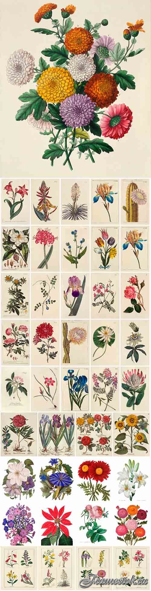 100 Antique Floral Illustrations