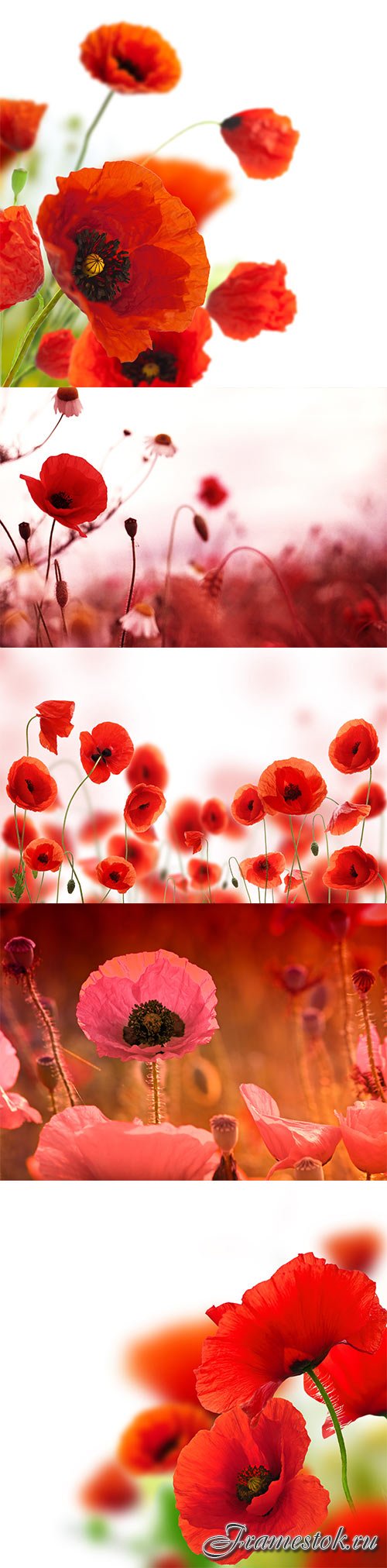 Poppies white background, green and red floral design