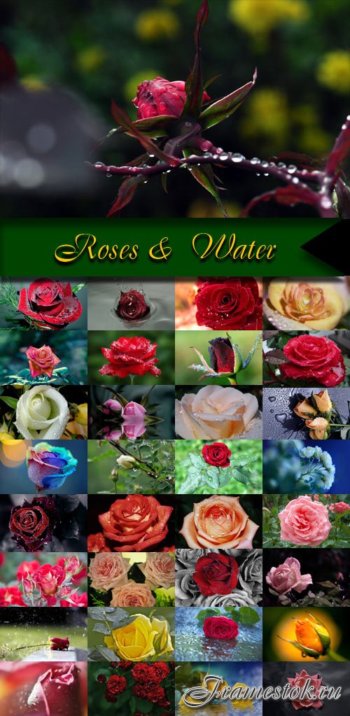 Roses &  Water
