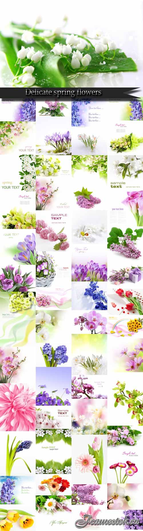 Delicate spring flowers Raster Graphics