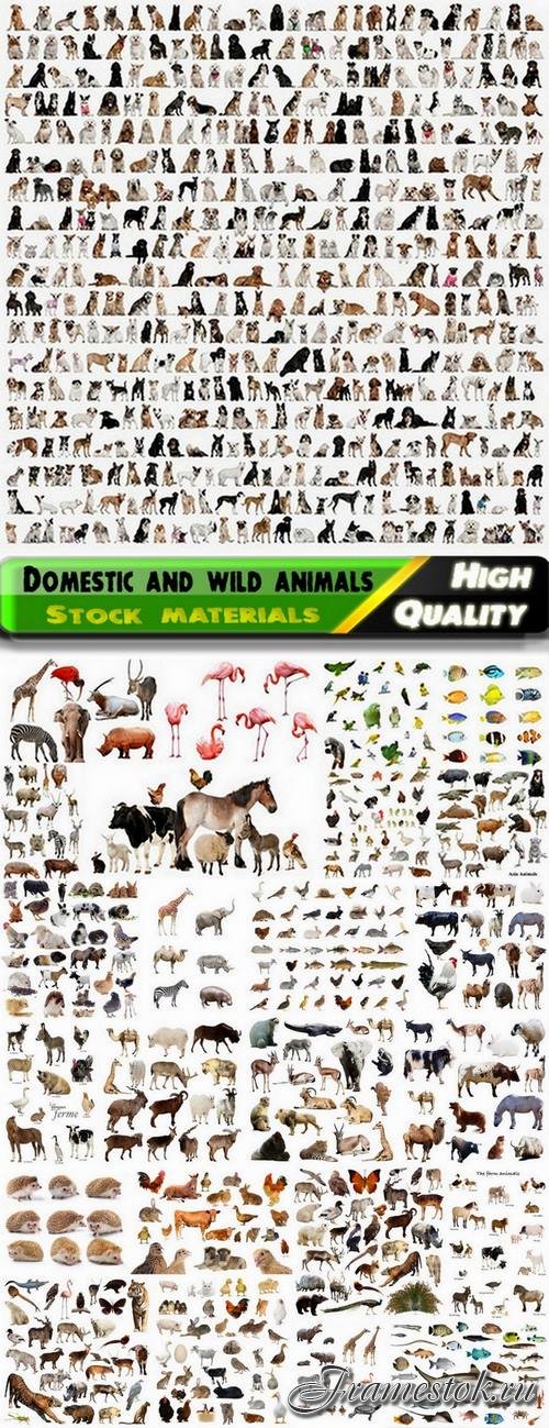 Set of domestic and wild animals isolated - 25 HQ Jpg