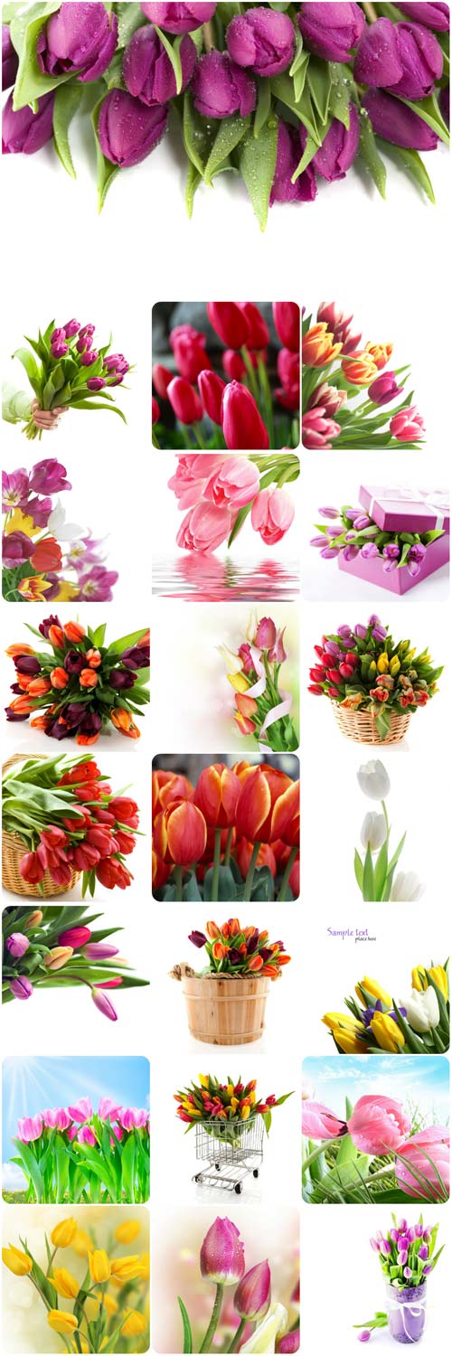 Gorgeous tulips stock photos