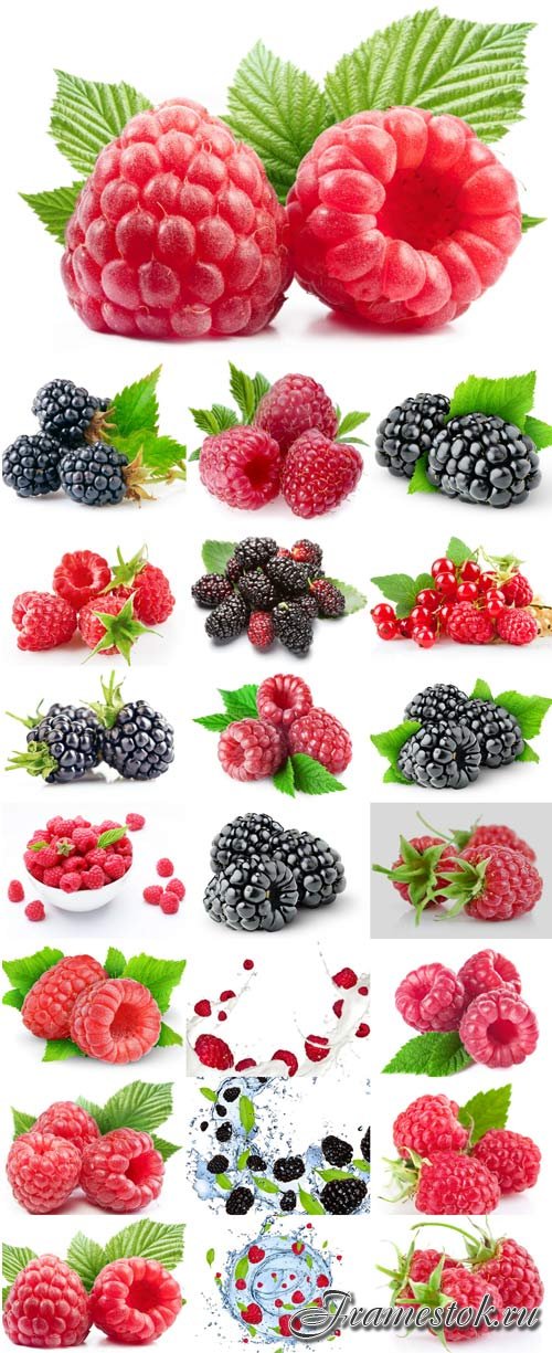Raspberries and blackberries stock photos