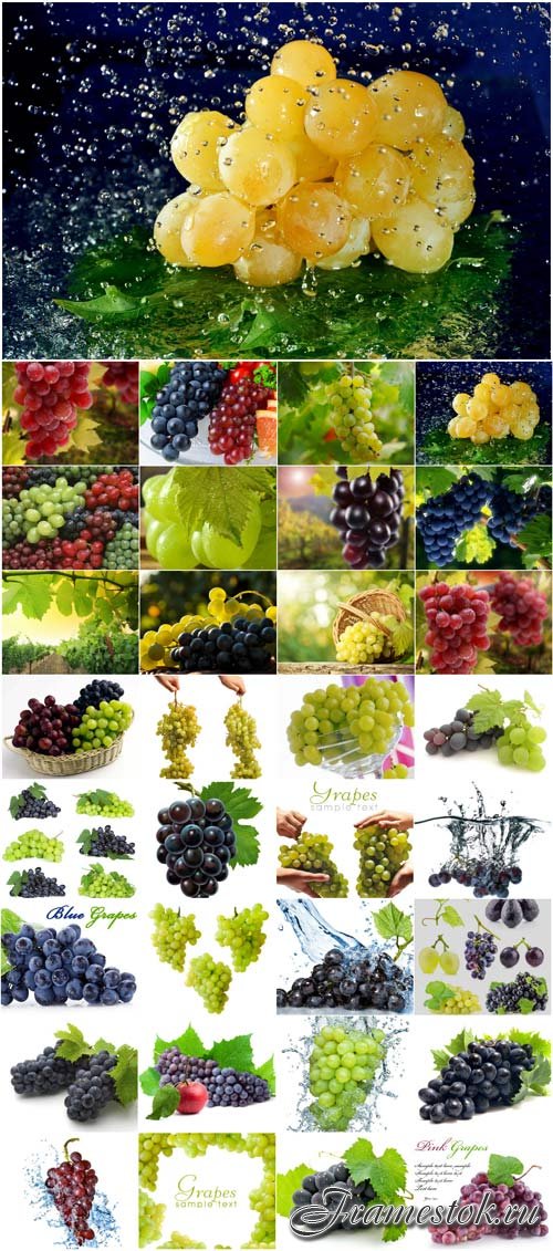 Ripe juicy grapes raster graphics