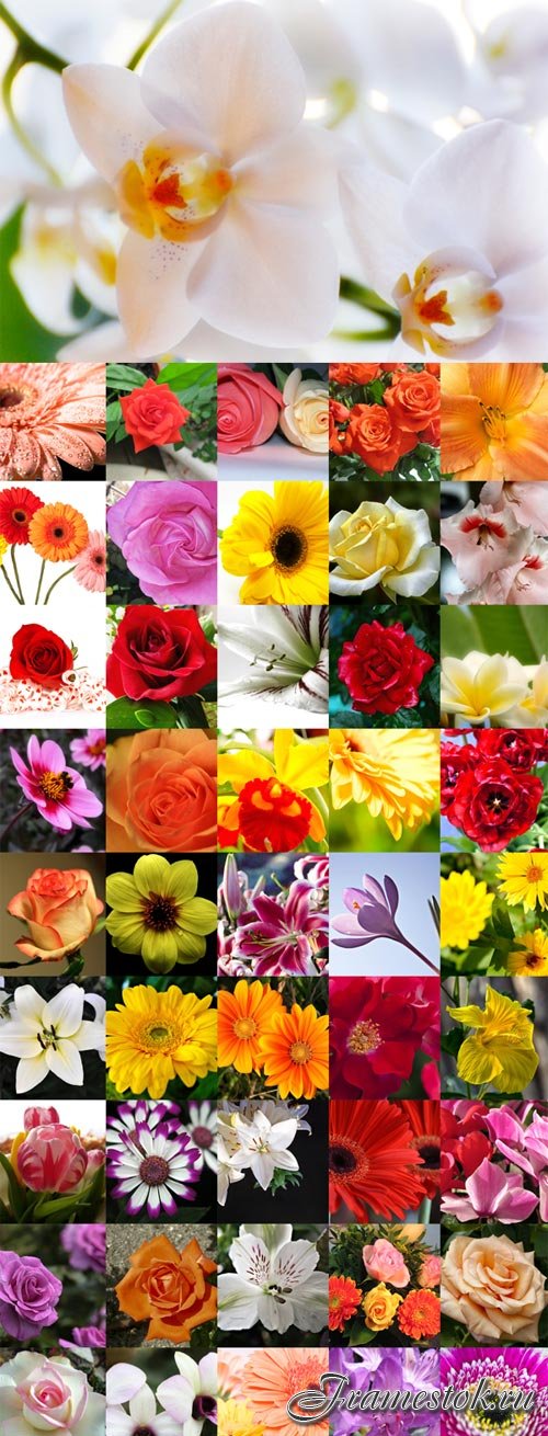 A variety of flowers bitmap