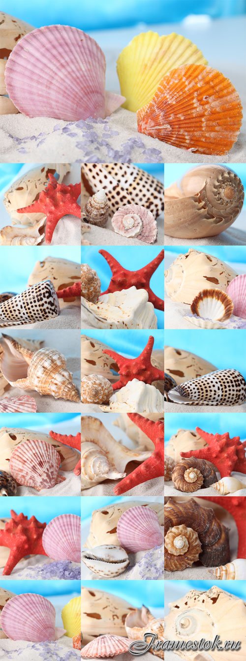 Seashells, starfish, sand Raster Graphics