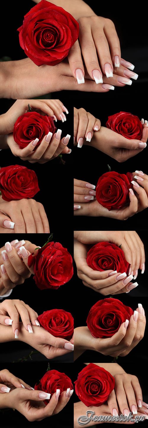 Delicate female hands with a red rose