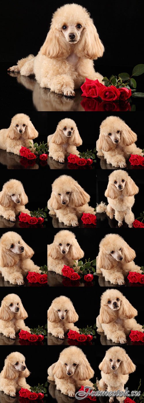 Cute puppy poodle and red roses