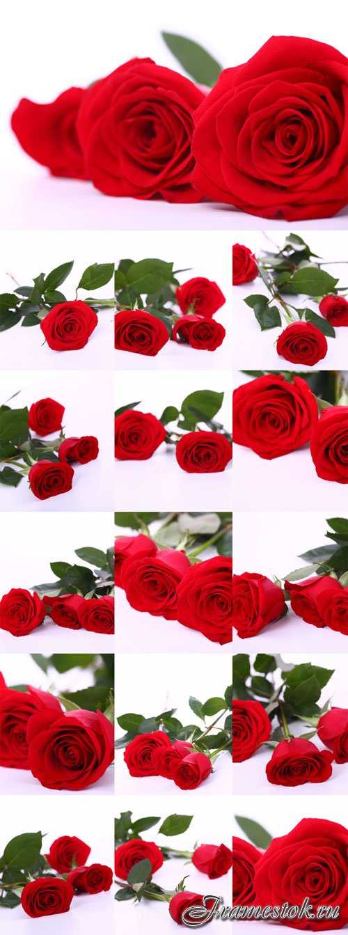Red beautiful long roses Raster Graphics
