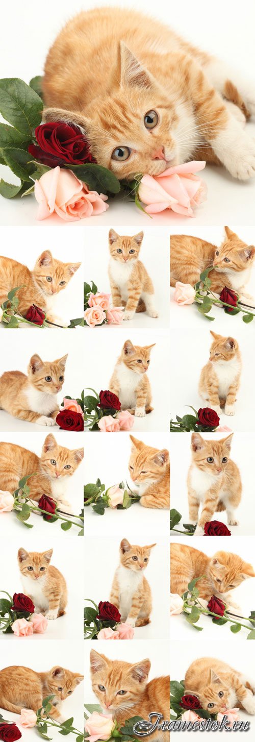 Cute ginger kitten with roses