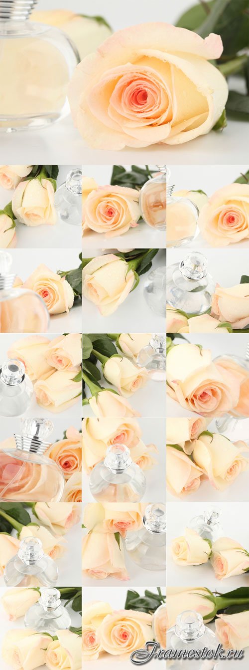 Delicate white roses Aroma