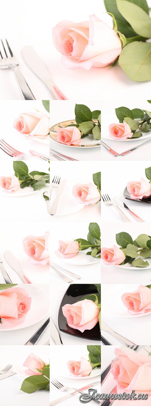 Table devices with a pink rose