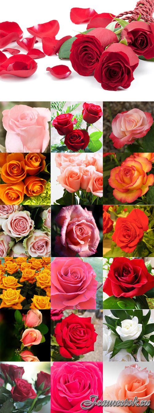 Beautiful roses of different colors Raster Graphics