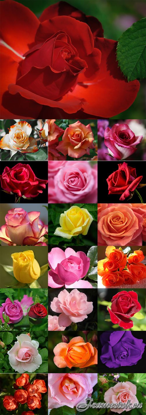 Beautiful roses of different colors Raster Graphics set 2