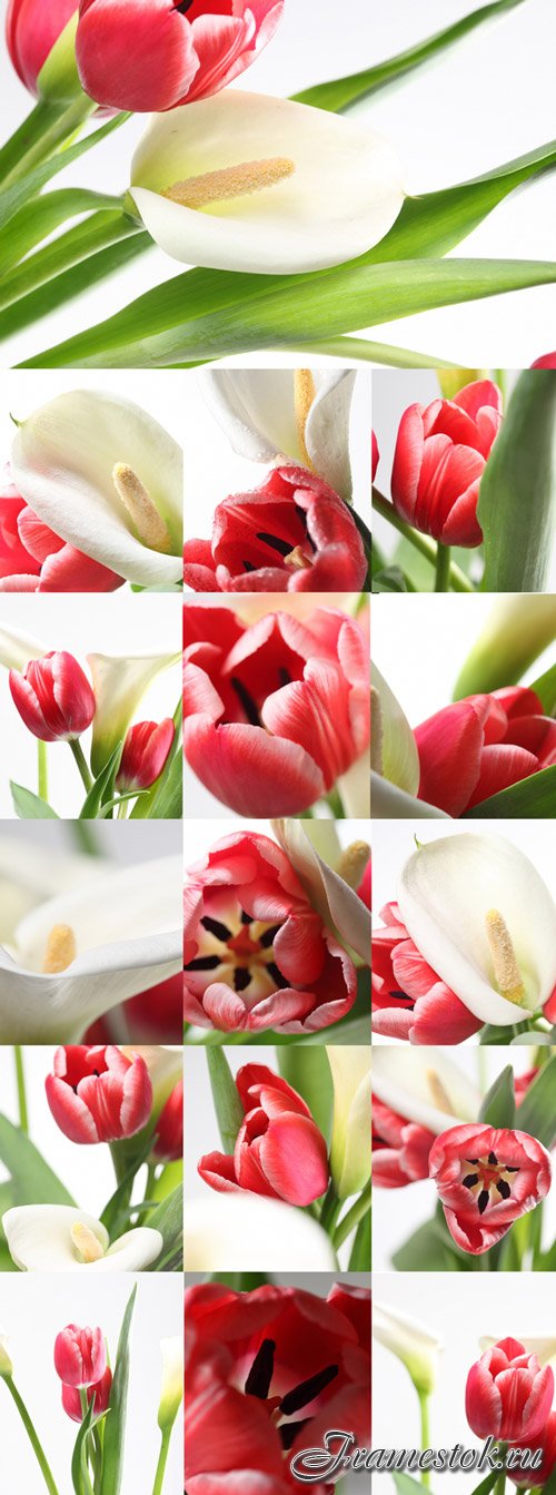 Tulips and calla Raster Graphics