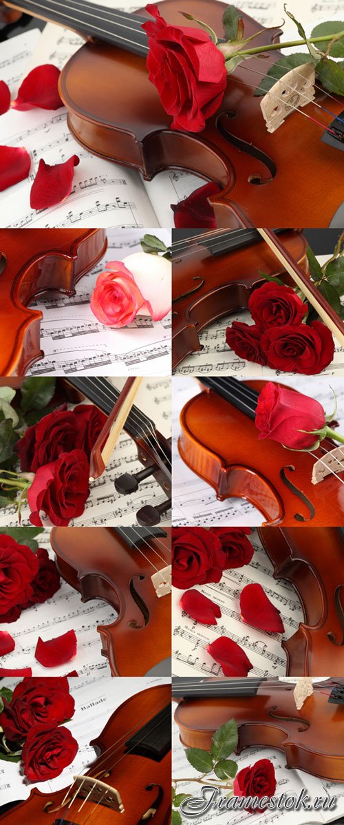 Violin, musical notes and roses bitmap