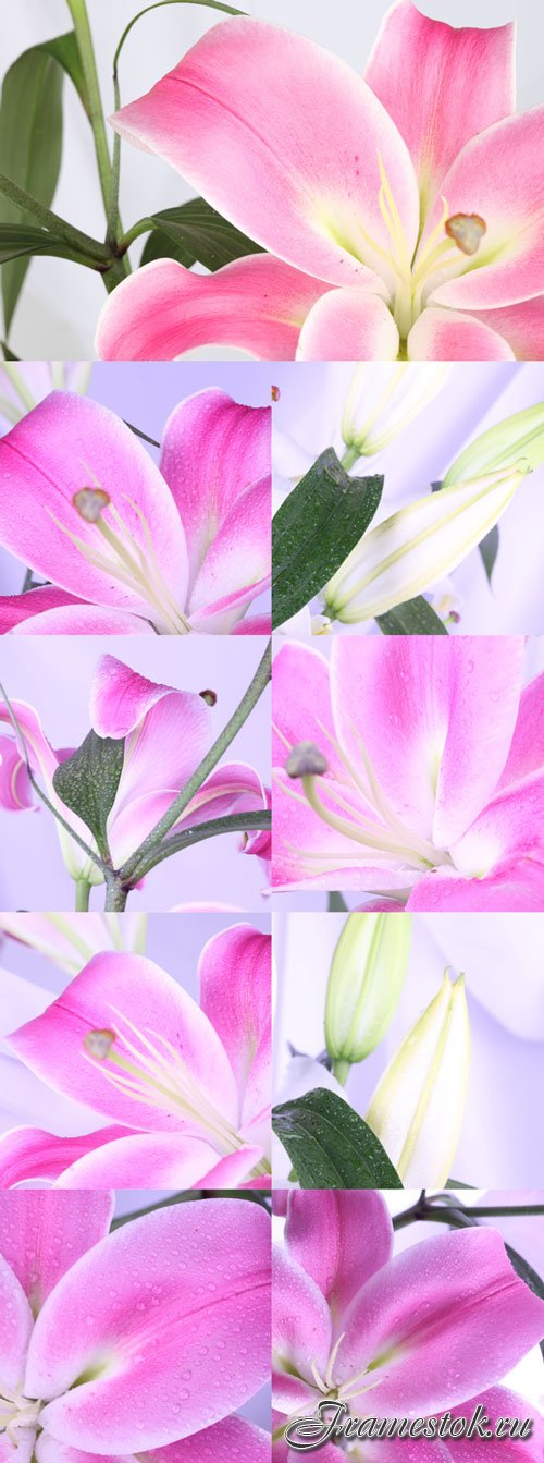 Elegant lily bitmap set 2