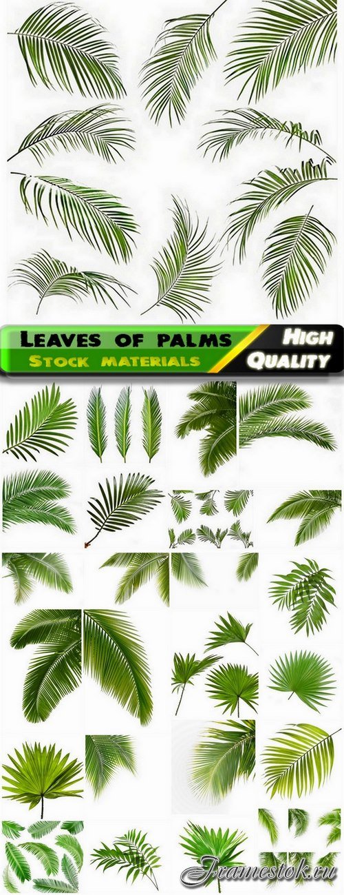 Green tropical  leaves of palms on white - 25 HQ Jpg