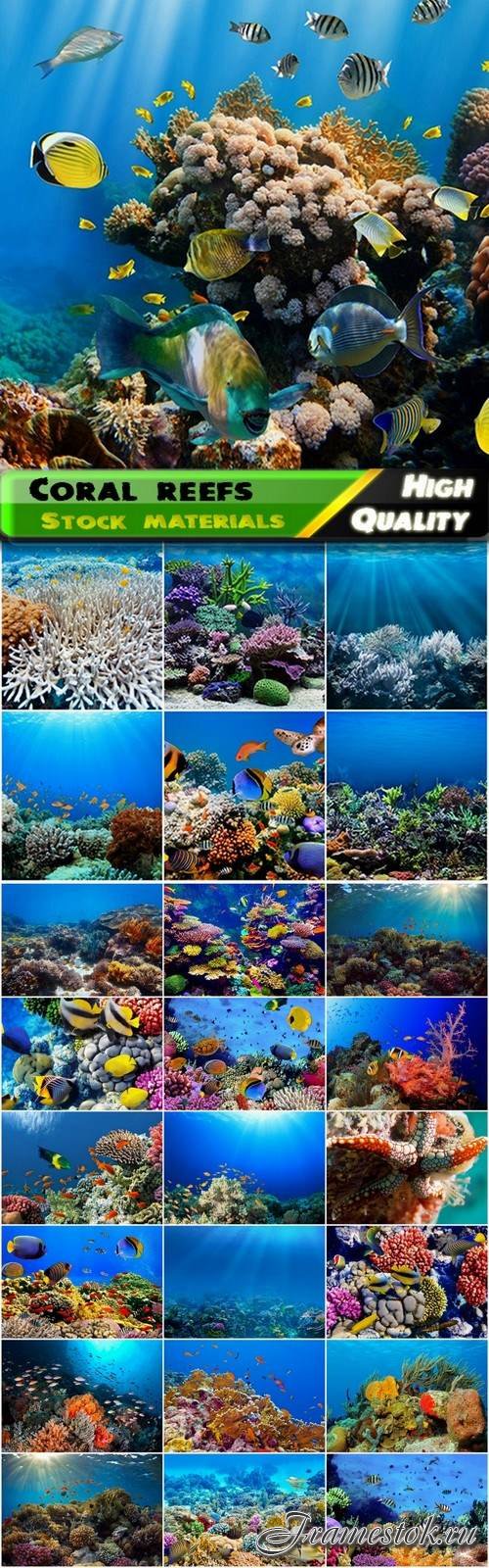 Underwater coral reefs and polyps with fish - 25 HQ Jpg