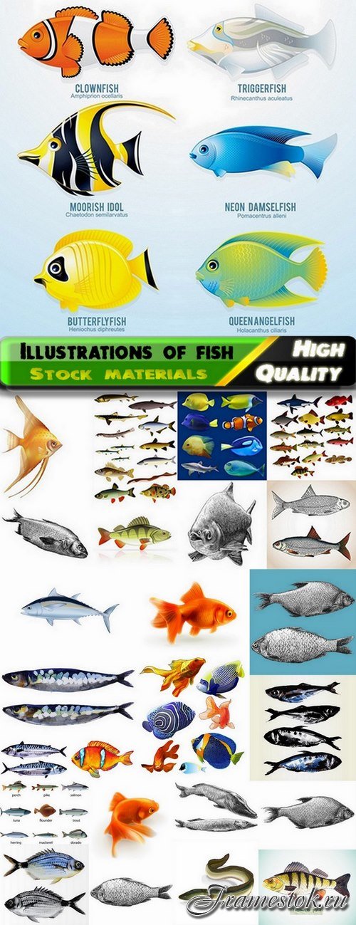 Illustrations of different realistic fish - 25 Eps