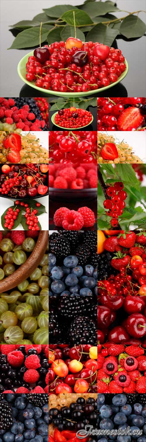 Various berries raster graphics