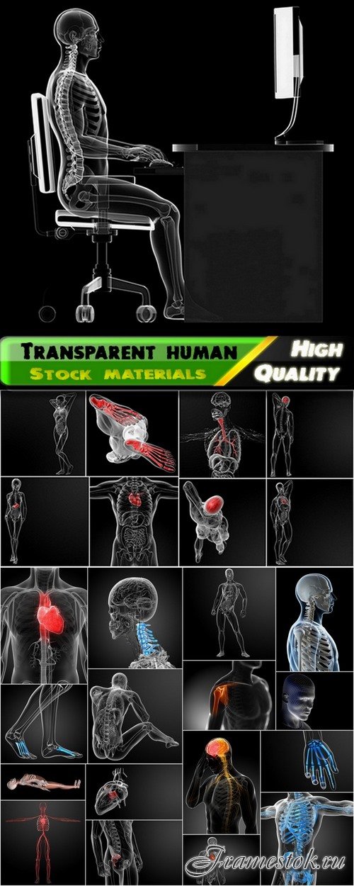 3D render of transparent human with skeleton and organs - 25 HQ Jpg