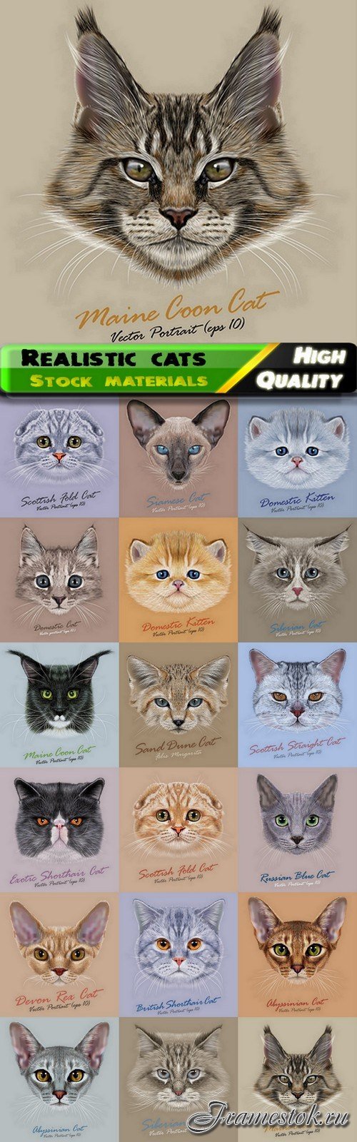 Realistic illustration of pedigreed cats - 18 Eps